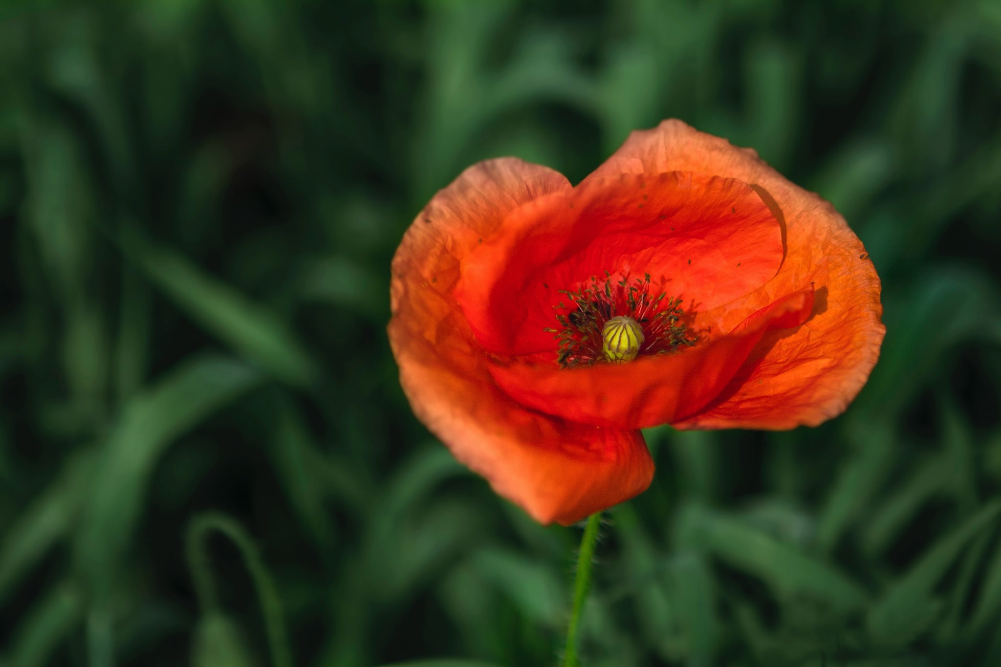 Poppies in a field